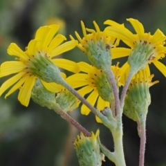 Senecio pinnatifolius var. alpinus at Cotter River, ACT - 10 Dec 2016 08:14 AM