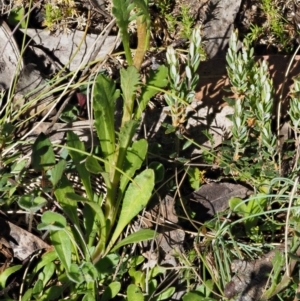 Senecio pinnatifolius var. alpinus at Cotter River, ACT - 10 Dec 2016 08:14 AM