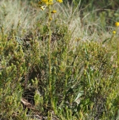 Senecio pinnatifolius var. alpinus at Cotter River, ACT - 10 Dec 2016 08:14 AM