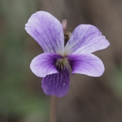 Viola betonicifolia (Mountain Violet) at Cotter River, ACT - 10 Dec 2016 by KenT