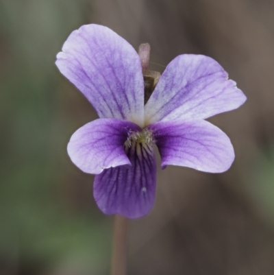 Viola betonicifolia (Mountain Violet) at Cotter River, ACT - 10 Dec 2016 by KenT