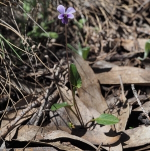 Viola betonicifolia at Cotter River, ACT - 10 Dec 2016 09:35 AM