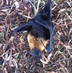 Pteropus poliocephalus (Grey-headed Flying-fox) at Melba, ACT - 26 Dec 2016 by dhkmapr