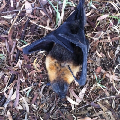 Pteropus poliocephalus (Grey-headed Flying-fox) at Melba, ACT - 26 Dec 2016 by dhkmapr