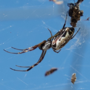 Trichonephila edulis at Gungahlin, ACT - 26 Dec 2016 09:10 AM