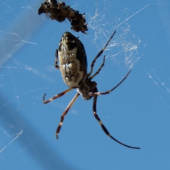 Trichonephila edulis at Gungahlin, ACT - 26 Dec 2016