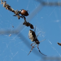 Trichonephila edulis at Gungahlin, ACT - 26 Dec 2016 09:10 AM