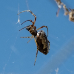 Trichonephila edulis at Gungahlin, ACT - 26 Dec 2016 09:10 AM