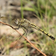Orthetrum caledonicum (Blue Skimmer) at Forde, ACT - 26 Dec 2016 by CedricBear