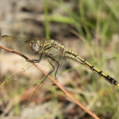 Orthetrum caledonicum (Blue Skimmer) at Forde, ACT - 26 Dec 2016 by CedricBear