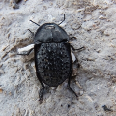 Helea ovata (Pie-dish beetle) at Gungahlin, ACT - 25 Dec 2016 by CedricBear