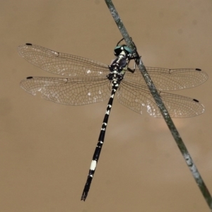 Parasynthemis regina at Paddys River, ACT - 20 Feb 2016 04:34 PM