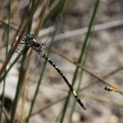 Parasynthemis regina (Royal Tigertail) at Paddys River, ACT - 25 Jan 2016 by HarveyPerkins