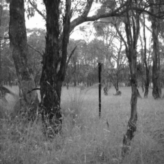 Macropus giganteus (Eastern Grey Kangaroo) at Mulligans Flat - 25 Dec 2016 by MulligansFlat1