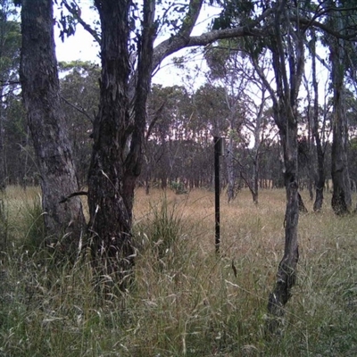 Unidentified at Mulligans Flat - 25 Dec 2016 by MulligansFlat1