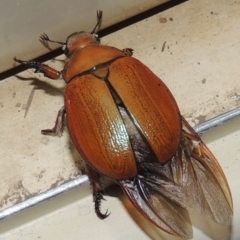 Anoplognathus sp. (genus) (Unidentified Christmas beetle) at Pollinator-friendly garden Conder - 25 Dec 2016 by michaelb