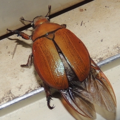 Anoplognathus sp. (genus) (Unidentified Christmas beetle) at Conder, ACT - 25 Dec 2016 by MichaelBedingfield