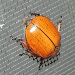 Anoplognathus sp. (genus) at Conder, ACT - 25 Dec 2016 11:00 PM