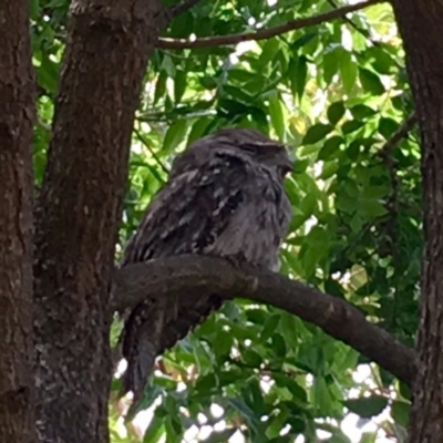 Podargus strigoides (Tawny Frogmouth) at Flynn, ACT - 27 Dec 2016 by DebM