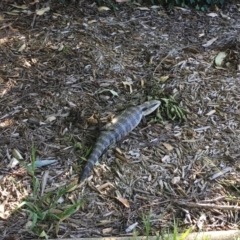 Tiliqua scincoides scincoides (Eastern Blue-tongue) at Flynn, ACT - 27 Dec 2016 by DebM