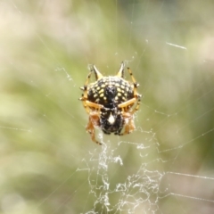 Austracantha minax (Christmas Spider, Jewel Spider) at Black Mountain - 23 Dec 2016 by ibaird