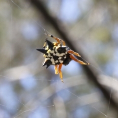 Austracantha minax at Bruce, ACT - 23 Dec 2016