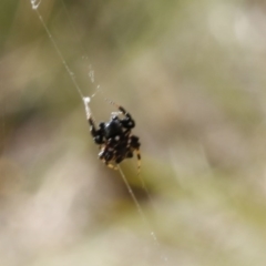 Austracantha minax at Bruce, ACT - 23 Dec 2016 01:54 PM