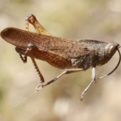 Goniaea australasiae (Gumleaf grasshopper) at Black Mountain - 23 Dec 2016 by ibaird