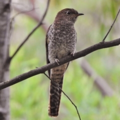 Cacomantis flabelliformis (Fan-tailed Cuckoo) at Paddys River, ACT - 26 Dec 2016 by JohnBundock