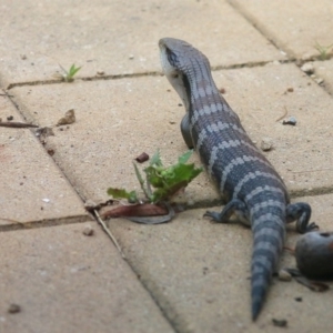 Tiliqua scincoides scincoides at Macquarie, ACT - 26 Dec 2016 03:30 PM