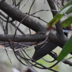 Rhipidura rufifrons (Rufous Fantail) at Tidbinbilla Nature Reserve - 26 Dec 2016 by JohnBundock