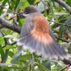 Rhipidura rufifrons at Paddys River, ACT - 27 Dec 2016