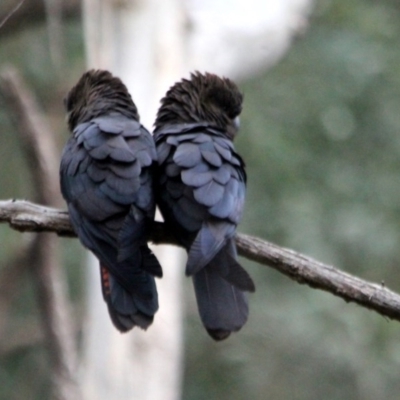 Calyptorhynchus lathami lathami (Glossy Black-Cockatoo) at Kalaru, NSW - 17 Dec 2016 by MichaelMcMaster