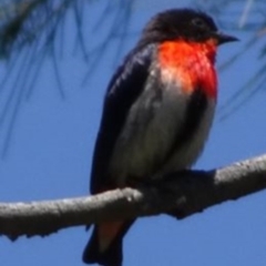 Dicaeum hirundinaceum (Mistletoebird) at Greenway, ACT - 27 Nov 2016 by SteveC