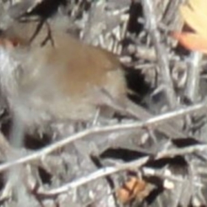 Malurus cyaneus at Greenway, ACT - 10 Jul 2016