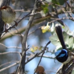 Malurus cyaneus (Superb Fairywren) at Greenway, ACT - 18 Nov 2016 by SteveC