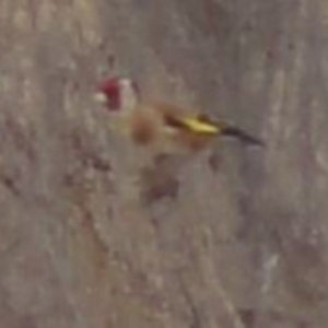 Carduelis carduelis at Greenway, ACT - 10 Jul 2016