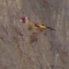 Carduelis carduelis (European Goldfinch) at Greenway, ACT - 9 Jul 2016 by SteveC