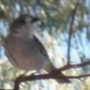 Colluricincla harmonica at Greenway, ACT - 26 Jun 2016 12:00 AM