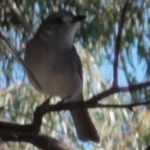 Colluricincla harmonica at Greenway, ACT - 26 Jun 2016 12:00 AM