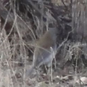 Colluricincla harmonica at Greenway, ACT - 26 Jun 2016 12:00 AM