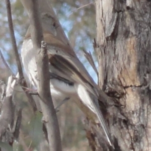 Colluricincla harmonica at Greenway, ACT - 26 Jun 2016 12:00 AM