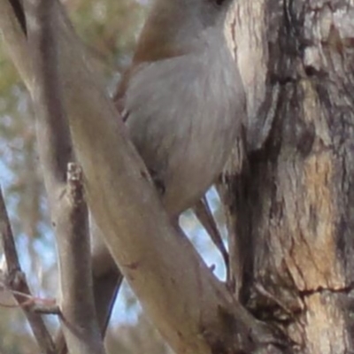 Colluricincla harmonica (Grey Shrikethrush) at Greenway, ACT - 26 Jun 2016 by SteveC