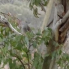 Colluricincla harmonica (Grey Shrikethrush) at Greenway, ACT - 28 Aug 2016 by SteveC