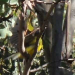 Pachycephala pectoralis at Greenway, ACT - 30 May 2016 12:00 AM