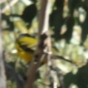 Pachycephala pectoralis at Greenway, ACT - 30 May 2016 12:00 AM