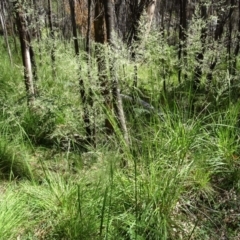 Poa helmsii (Broad-leaved Snow Grass) at Paddys River, ACT - 10 Dec 2016 by galah681