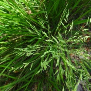 Poa helmsii at Paddys River, ACT - 10 Dec 2016 10:49 AM