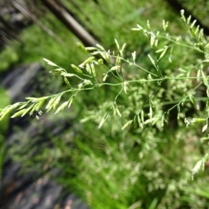 Poa helmsii at Paddys River, ACT - 10 Dec 2016 10:49 AM