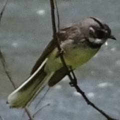 Rhipidura albiscapa (Grey Fantail) at Greenway, ACT - 18 Nov 2016 by SteveC